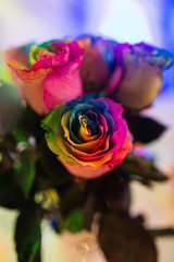 Fototapeta na wymiar rainbow colorful roses natural and painted 