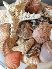 Close up of colorful seashells and starfish