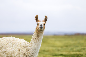 Obraz premium One isolated llama in the Altiplano