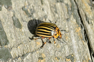 Potato beetle on wooden background