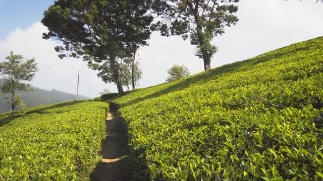 Early Morning Sunshine over Hillside Tea Plantation in Sri Lanka