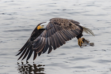 Baldeagle Fish Mississippi River 