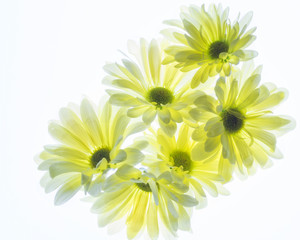 Bouquet of Yellow Daisy