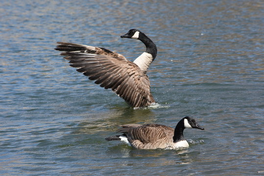 spreading my wings - Powered by Adobe