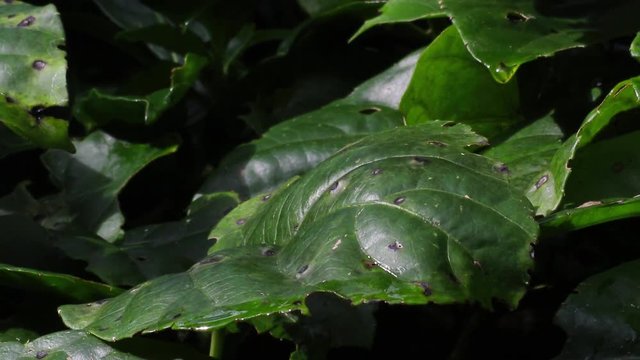 Borboleta laranja na folha