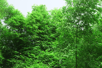 Close up on green leaves of bamboo forest