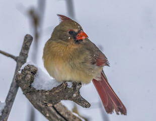 Female Cardinal Snow