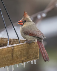 Fewmale Cardinal Feeder