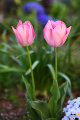 ピンクのチューリップ