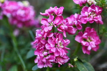 Obraz premium ピンクのストックの花