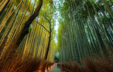 Arashimaya bamboo forest of kyoto
