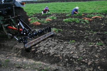 Fresh organic carrot in the farm