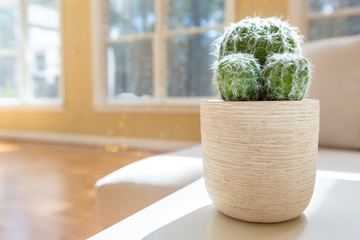 Potted cactus in a large luxury interior home