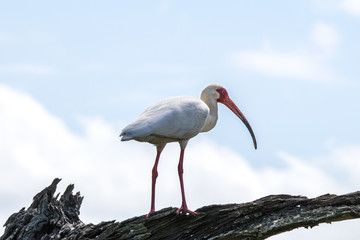 White ibis on the lookout at Brazos Bend State Park in Texas!