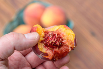 closeup of hand holding a fresh organic locally grown peach