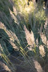 closeup of pampas grass blowing in wind