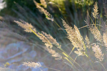 Fototapeta premium closeup of prairie grass blowing in wind