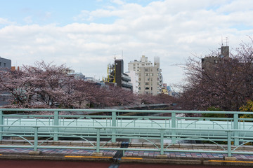 Fototapeta premium 仙台堀川 桜