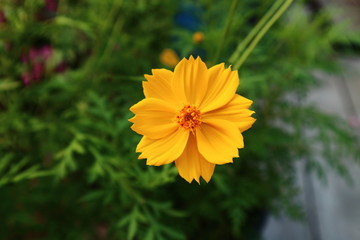 A garden cosmos flower (Cosmos bipinnatus), also called the Mexican aster