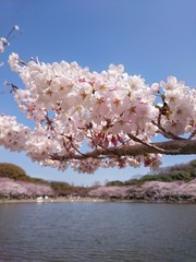 剛ノ池の桜2018