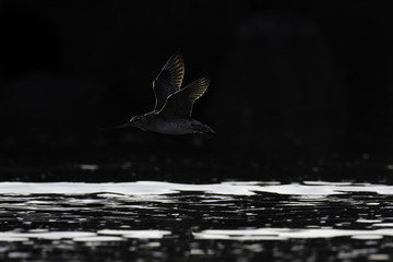 オオソリハシシギ