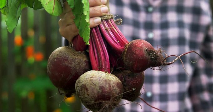 Mature woman holding beetroot vegetable 