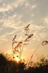 Obraz premium Sylwetka trawy w zachodzie słońca