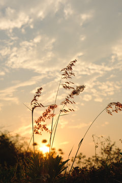 Fototapeta Silhouette of grass in sunset