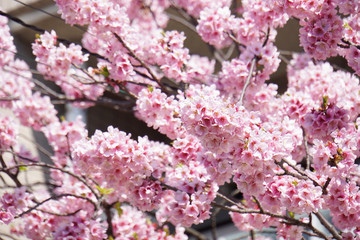 Naklejka premium 日本の桜