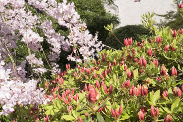 Fototapeta premium 枝垂桜 満開 上野