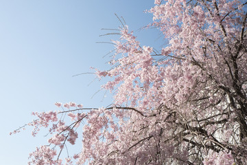 枝垂桜　満開　上野