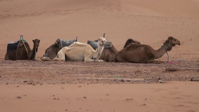 Group of camels resting in Sahara desert, 4k

