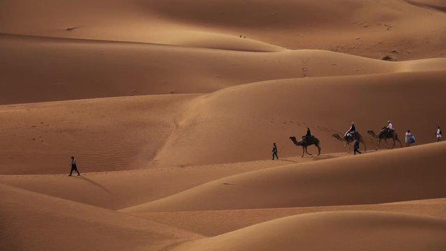 Camel caravan with tourists going through the sand dunes in the Sahara desert, Morocco, 4k
