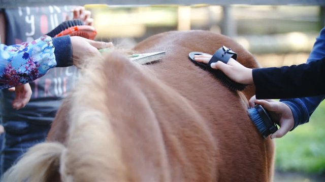 Kids cleaning a pony with brushes in slow motion 4K