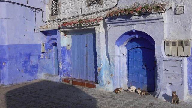 Cats on traditional old blue street with inside Medina of Chefchaouen, Morocco, panorama 4k
