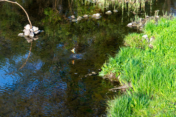 小川のかわせみ