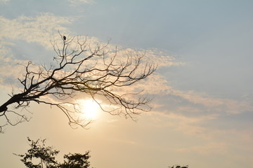 SUN-TREE-BIRD