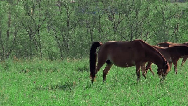 Horses graze, mountains, pass by, one of the horses pissing 