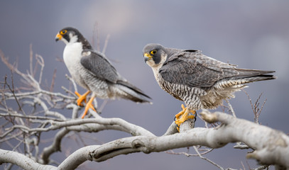 Peregrine Falcon 