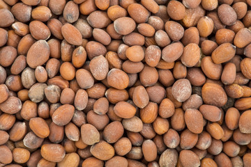 radish organic sprouting seeds