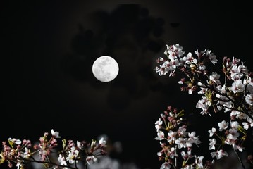 Tokyo, Japan-March 30, 2018: Cherry blossoms or Sakura in full bloom under the moon. Moon age is 13.   © khunta