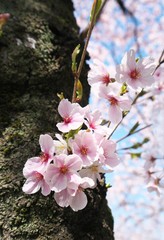Tokyo, Japan-March 31, 2018: Cherry blossoms or Sakura grow from the trunk