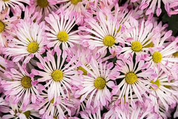 Beautiful pink chrysanthemum flower for nature background.