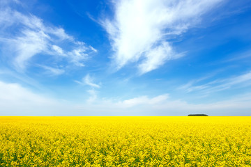 Yellow rapeseed flowers on field with blue sky and clouds. Russia. Beautiful summer landscape.