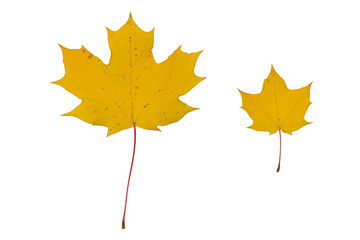 two bright yellow dry maple leaves on a white background