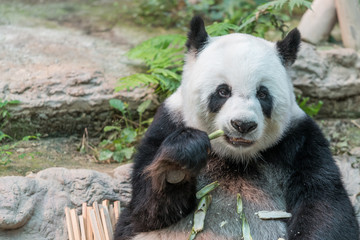 Obraz premium A female giant panda bear enjoy her breakfast of well selected young bamboo shoots and bamboo sticks with cute different eating gestures.