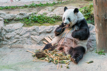 A female giant panda bear enjoy her breakfast of well selected young bamboo shoots and bamboo sticks with cute different eating gestures.