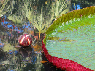 close-up of green lotus leaves on water
