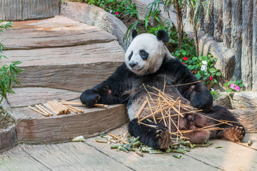 A male giant panda bear enjoy his breakfast of well selected young bamboo shoots and bamboo sticks with cute different eating gestures. © phichak