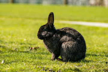 cute black rabbit sitting on the grass under the sun